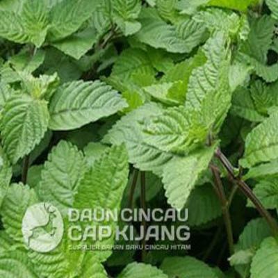 daun cincau hitam