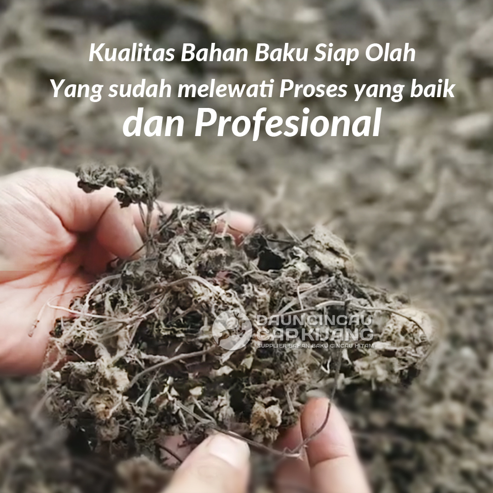 bahan baku cincau hitam